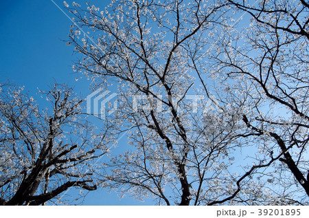 母智丘　快晴桜 39201895