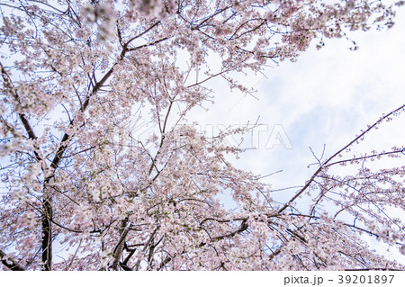 【東京都】満開の桜 39201897
