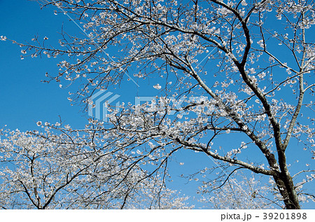 母智丘公園　桜 39201898
