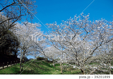 母智丘公園　桜 39201899