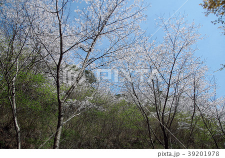 たちばな天文台　桜 39201978