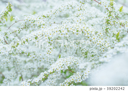 【東京都】ユキヤナギ 39202242