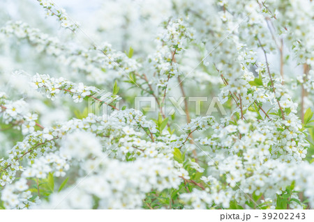 【東京都】ユキヤナギ 39202243