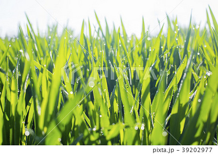 大麦若葉 39202977