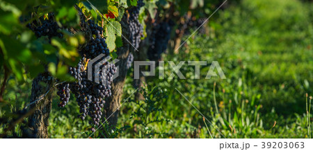 Grapes in St-Emilion Grapes in St-Emilion 39203063