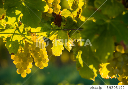 Grape illuminated by the sunlight - autumn scene Grape illuminated by the sunlight - autumn scene 39203192