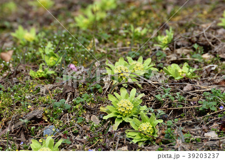 春の野 フキノトウと芽吹いたヨモギ 春の野 フキノトウと芽吹いたヨモギ 39203237
