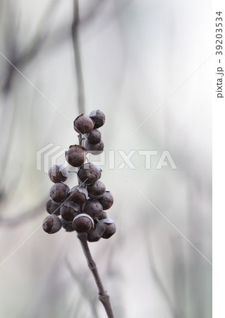 ハマゴウの果実 39203534