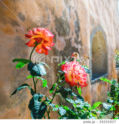 Beautiful roses in the pot on old wall background 39203937