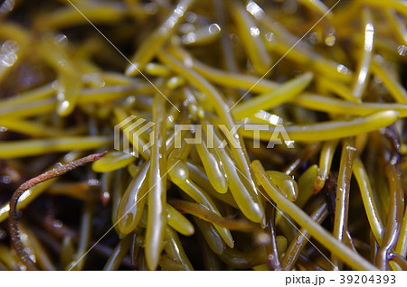 ひじき ひじき 39204393