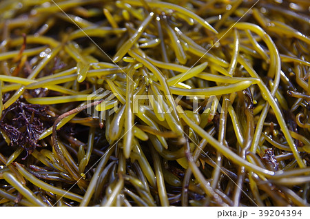 ひじき ひじき 39204394