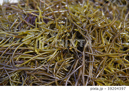 ひじき 39204397