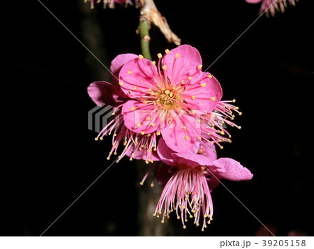 紅梅 紅梅 39205158