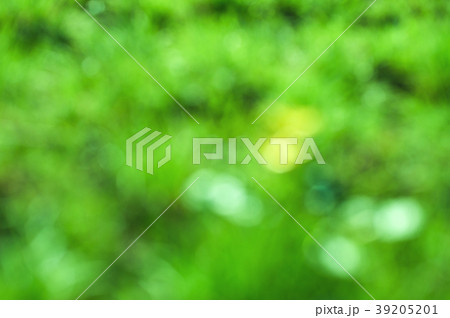 Blur background dream bokeh leaf sunny day 39205201