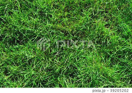 Close-up of uncultivated wild green lawn. View Close-up of uncultivated wild green lawn. View 39205202