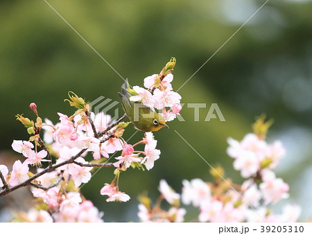 ピンク色の河津桜とかわいいメジロの写真素材