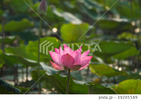 Pink lotus flower 39205589