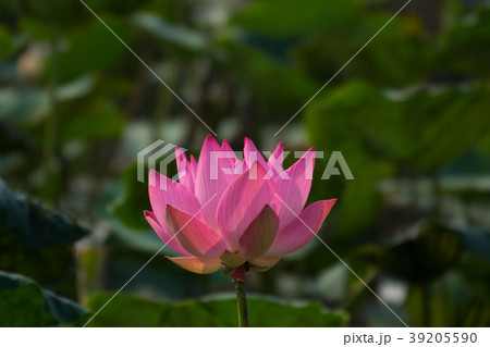 Pink lotus flower Pink lotus flower 39205590