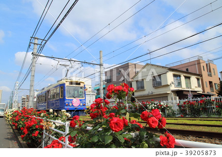 都電荒川線 荒川車庫近くの青い電車　さくらトラム 39205873
