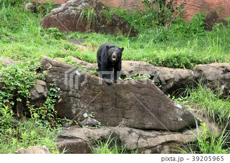 ニホンツキノワグマ｜日本月輪熊　動物 39205965