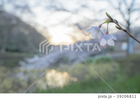 桜 桜 39206811