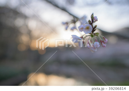 桜 39206814