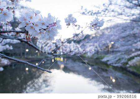 桜 桜 39206816