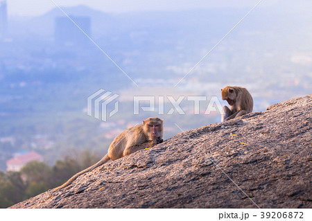 monkeys on Hua Hin viewpoint 39206872