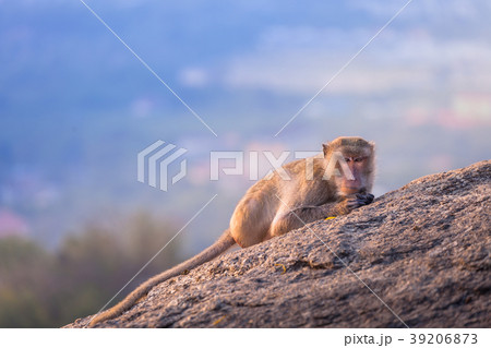 monkeys on Hua Hin viewpoint monkeys on Hua Hin viewpoint 39206873