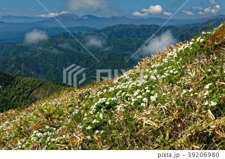 ハクサンイチゲ咲く上越国境・仙ノ倉山稜線から見る雲湧く浅間山 39206980