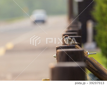 道路わきの柵で佇むすずめ 39207013