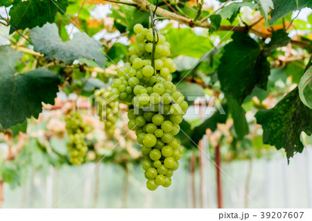 Healthy fruits Red wine grapes ripening Healthy fruits Red wine grapes ripening 39207607