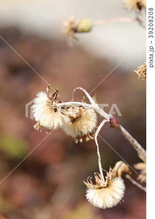 ツワブキ 39208208