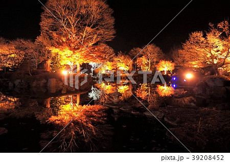 日本庭園の池に反射する美しい冬桜 群馬県桜山公園のライトアップ イルミネーションの写真素材