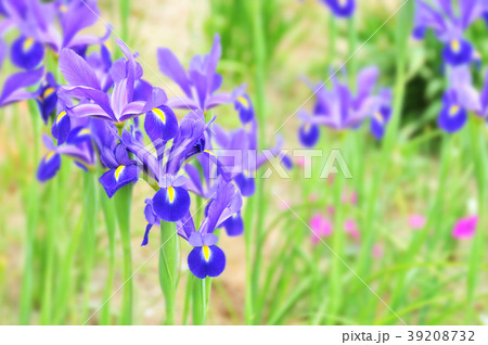 あやめの花 39208732