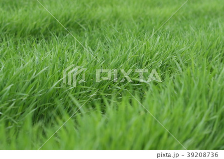 自然 植物 オオムギ、最も古い栽培作物の一つですがこの状態では『青汁』の原料になります 自然 植物 オオムギ、最も古い栽培作物の一つですがこの状態では『青汁』の原料になります 39208736