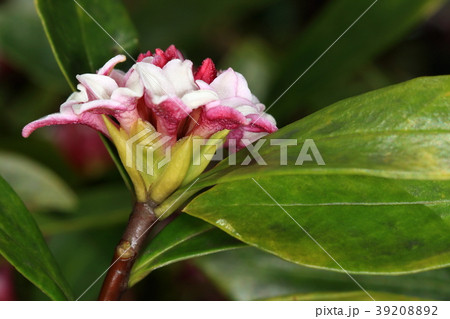 自然 植物 ジンチョウゲ、春に庭先や公園で良い匂いを漂わせますが鎮痛や消炎の薬効もあるそうです 自然 植物 ジンチョウゲ、春に庭先や公園で良い匂いを漂わせますが鎮痛や消炎の薬効もあるそうです 39208892