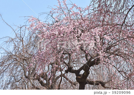 シダレザクラ(枝垂れ桜) シダレザクラ(枝垂れ桜) 39209096