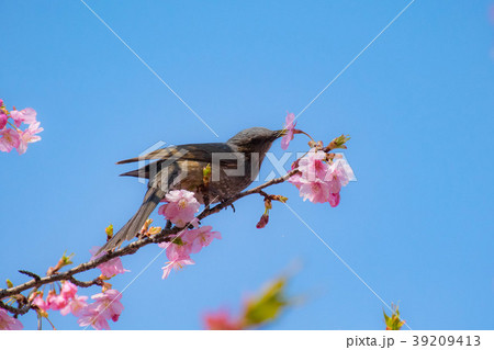 河津桜の蜜を吸うヒヨドリ 河津桜の蜜を吸うヒヨドリ 39209413