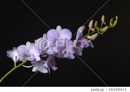 Dendrobium Snoia is a commercial hybrid which is p Dendrobium Snoia is a commercial hybrid which is p 39209415