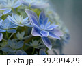 アジサイ 39209429