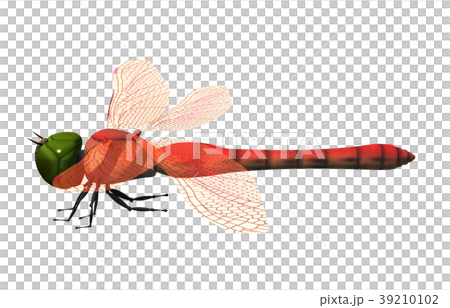 あかとんぼのイラスト素材