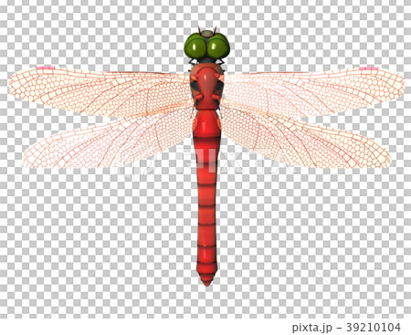 あかとんぼ 39210104