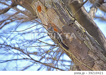 コゲラ(小啄木鳥) コゲラ(小啄木鳥) 39210421