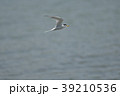 飛翔 39210536