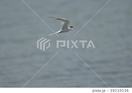 飛翔 飛翔 39210536