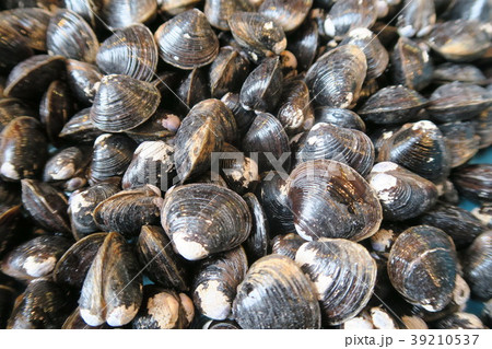 しじみ 39210537