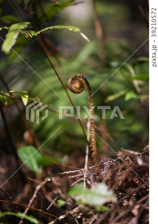 ウラジロの新芽 39210572