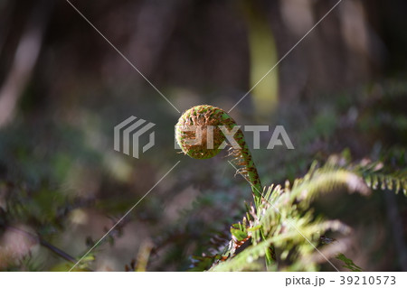 ウラジロの新芽 ウラジロの新芽 39210573