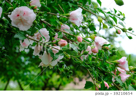 薄ピンク色の花を咲かせる「ムクゲ」 薄ピンク色の花を咲かせる「ムクゲ」 39210654